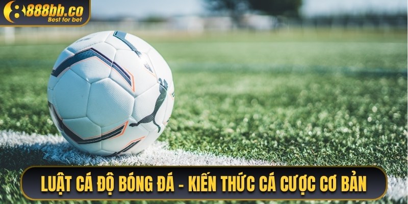 Luật Cá Độ Bóng Đá - Kiến Thức Cá Cược Cơ Bản