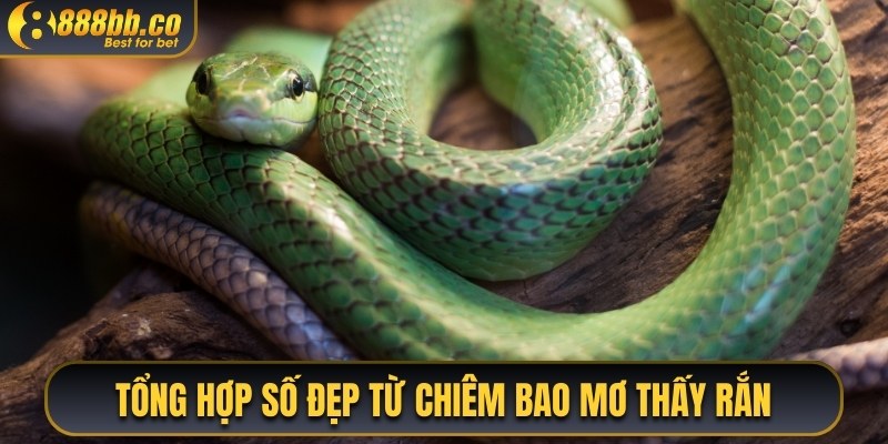 Tổng Hợp Số Đẹp Từ Chiêm Bao Mơ Thấy Rắn